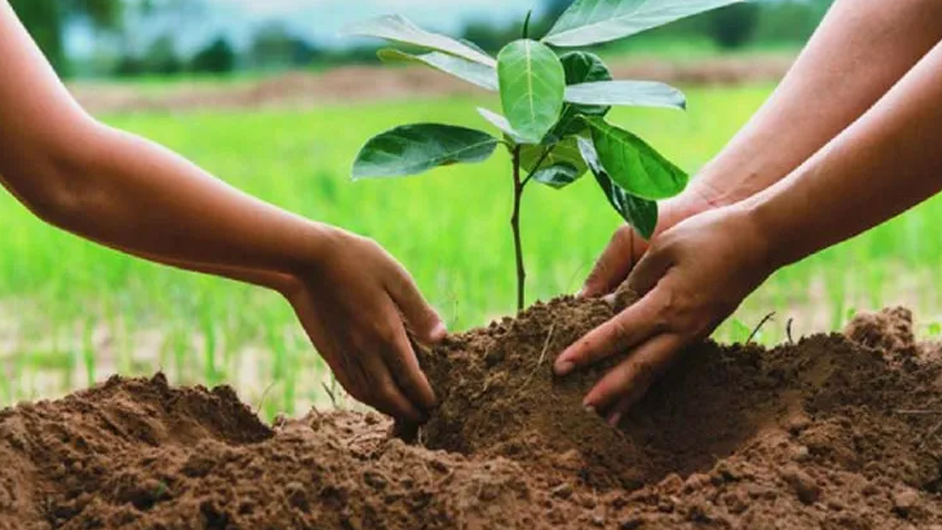বনায়ন প্রকল্প চারা রোপণ